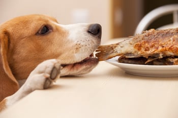 beagle-dog-counter-surf-fish-hero