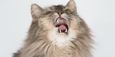 Cat Yawning