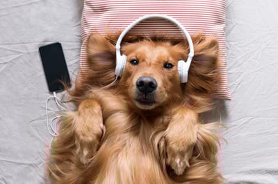 golden-retriever-dog-listening-to-music