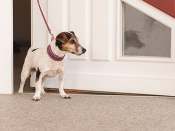 dog-front-door-dash-leash-hero