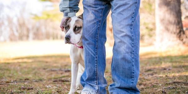 shy dog training to build confidence