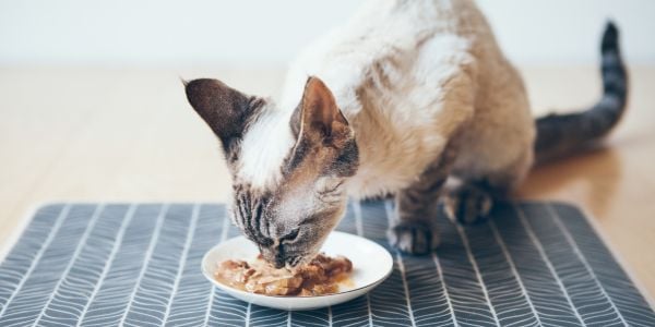 siamese cat eating canned food from a plate