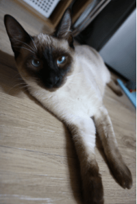 siamese cat laying on its side on wood floor