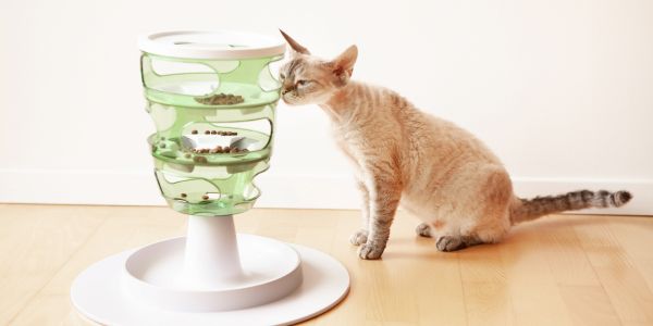 Siamese cat playing with an interactive food puzzle