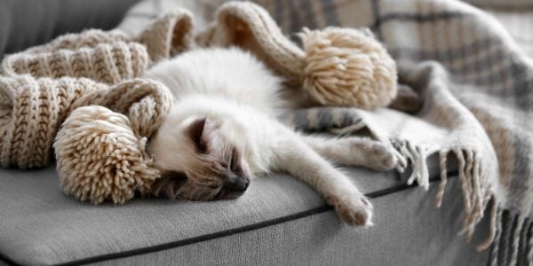 siamese himalayan cat that suffers from asthma