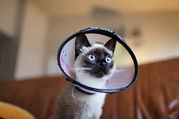 Siamese cat wearing a cone