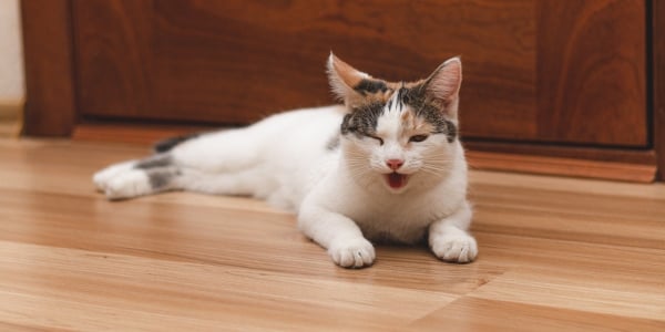 sick cat lying down