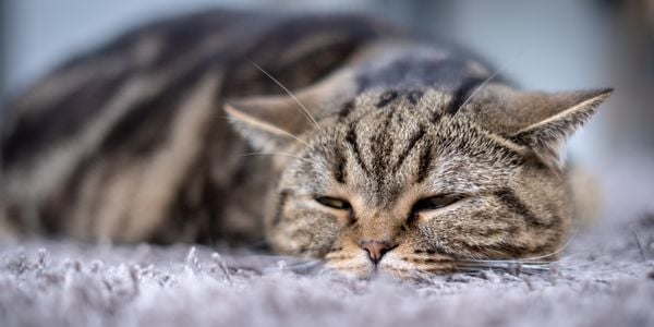 sick cat lying on the carpet