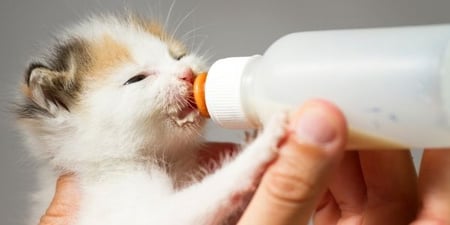 kitten feeding with a bottle
