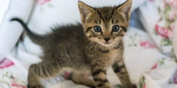 kitten living with a foster