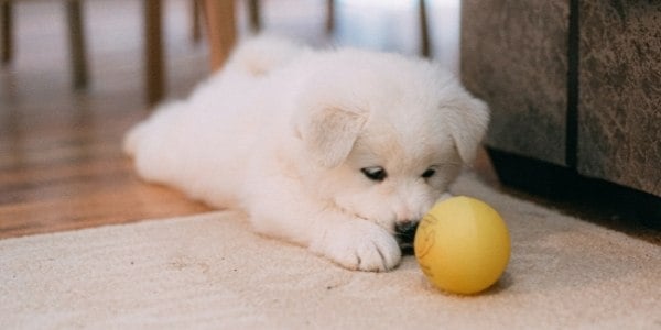 puppy lying on the floor starring at a ball
