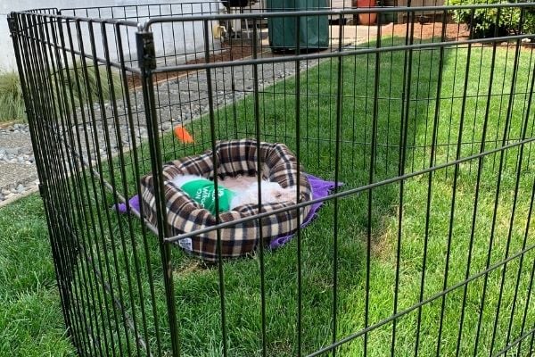 senior dog daisy lying outside in a dog ex pen