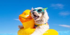 Cão branco pequeno desfrutando de verão com um pato de sopro e óculos de sol