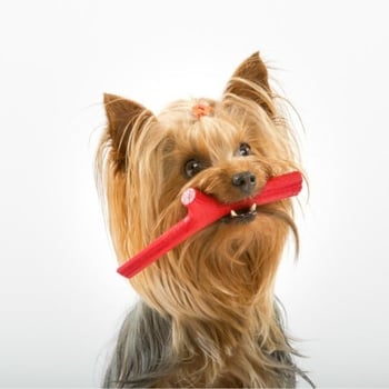 yorkshire terrier holding a small fetch stick in his mouth