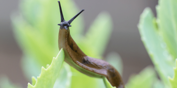 slug in the garden