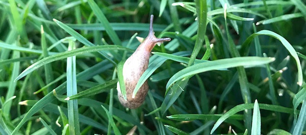 slug in the yard