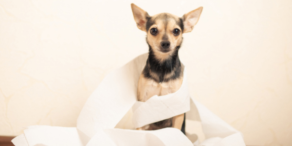 small black and tan chihuahua wrapped in toilet paper
