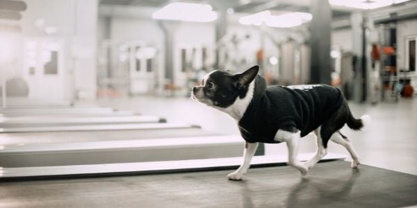 small black and white chihuahua on human treadmill