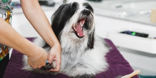 small black and white dog laying down and getting nails trimmed