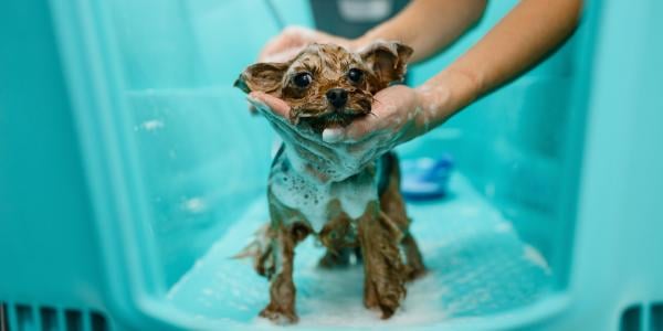 small dog being bathed at groomer