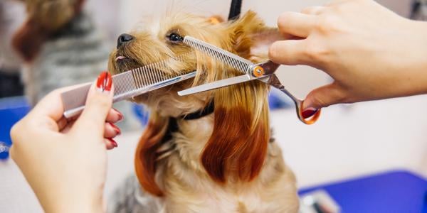 small dog being groomed