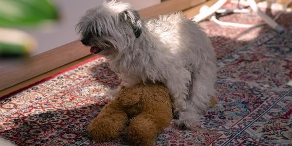 small dog humping a stuffed animal