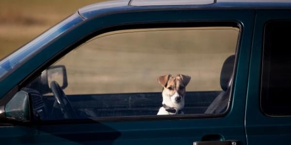 What to Do if You See a Dog in a Hot Car | Preventive Vet