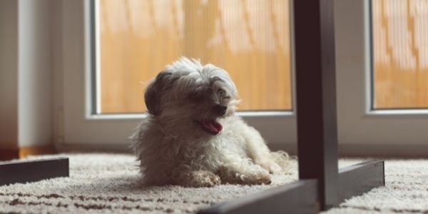 small dog panting and lying under table-canva