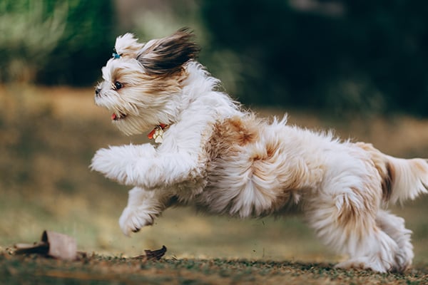 small dog running fast