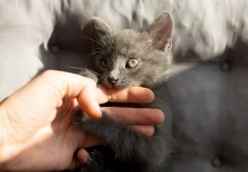 small gray kitten gently biting finger