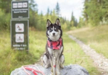 small husky mix dog sitting at trailhead on hike