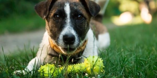 small jack russell terrier with lime green dog toy outside in grass