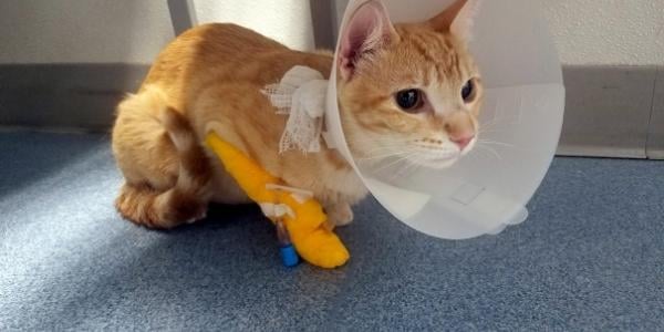 small orange tabby cat wearing cone with leg wound and drain 