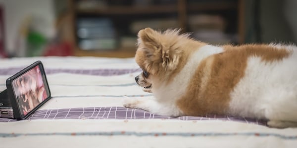 small pomeranian watching dog tv on phone 600 shutterstock