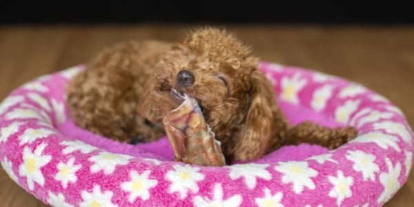 small poodle lying in bed chewing on a pig ear