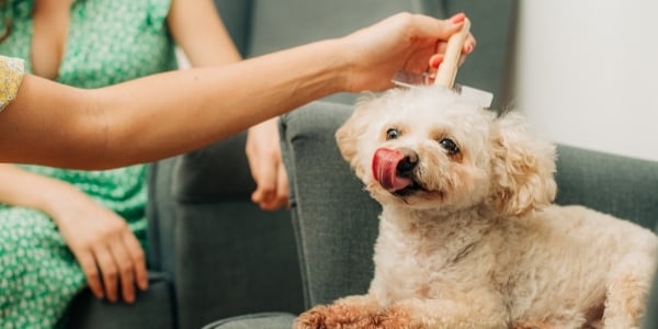 small poodle mix getting brushed