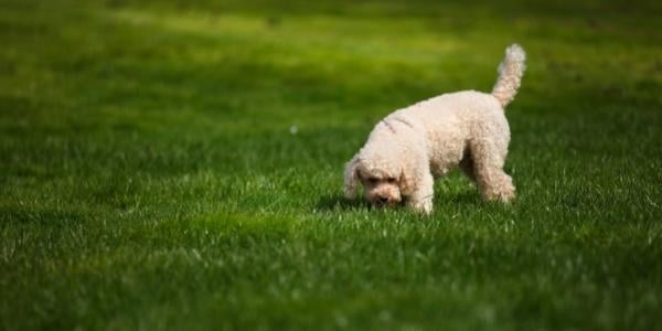 small poodle mix sniffing grass outside 600 canva