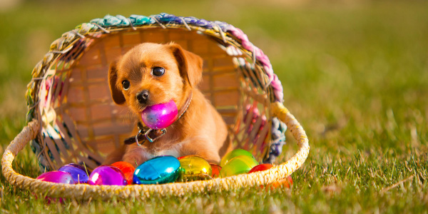 small puppy chewing on plastic easter egg