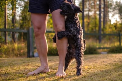 small schnauzer humping persons leg