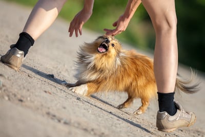 small sheltie dog aggressive towards person off leash