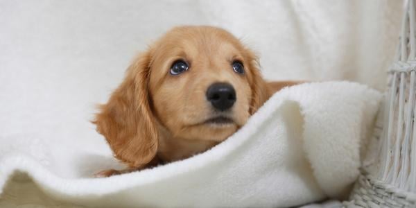 small tan dachshund puppy laying quietly on bedding
