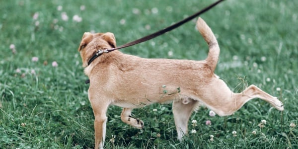 small tan dog kicking up grass 600 canva