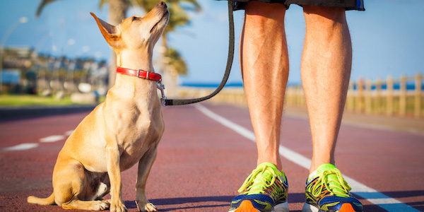 small tan dog sitting looking up at owner