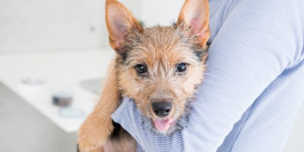 small terrier in someones arms