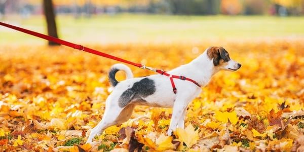 small terrier mix dog staring at something in the distance on leashed walk