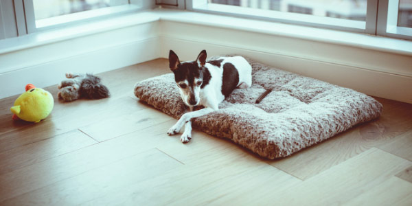 small terrier resting on bed with toys and chew