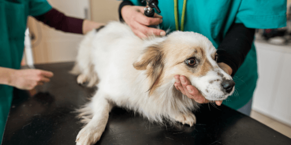 small white and tan dog on vet exam table