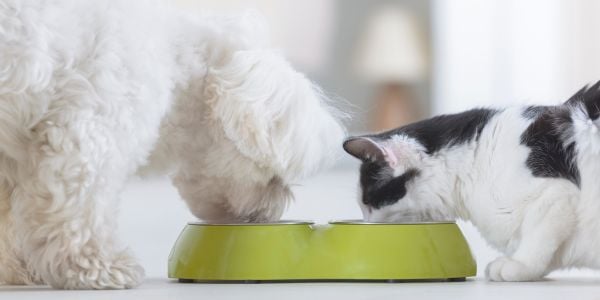 small white dog and black and white cat eating together-canva