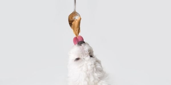 small white dog licking peanut butter off of spoon