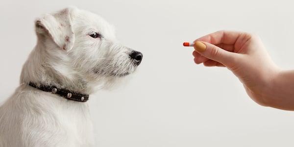 small white dog looking skeptically at hand holding a pill